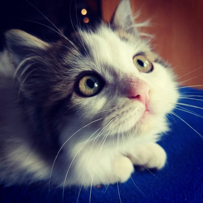 LG-cats of paint lake 2