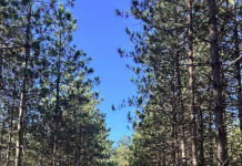 Land Trust buys 200-acre Minden reserve