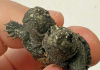 Rare twins show faces at Turtle Guardians