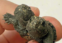 Rare twins show faces at Turtle Guardians